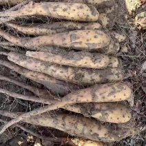 白玉山药豆苗基地直发质量保证价格便宜