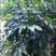 正宗西山黑橄榄苗、枝条、实生苗