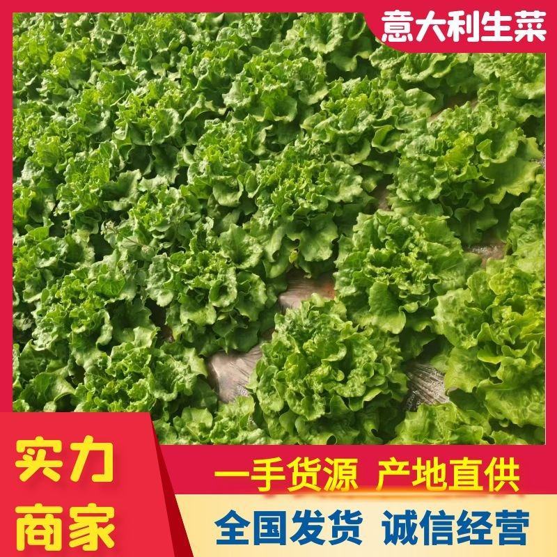 云南精选意大利生菜，产地直发，供应各大渠道保质保量。