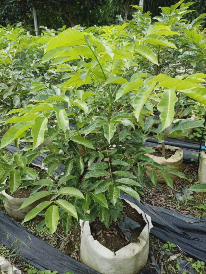 正宗西山黑橄榄苗、枝条、实生苗