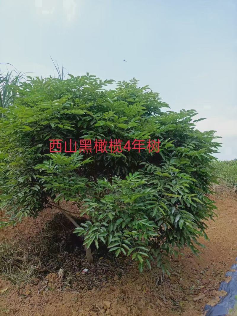正宗西山黑橄榄苗、枝条、实生苗