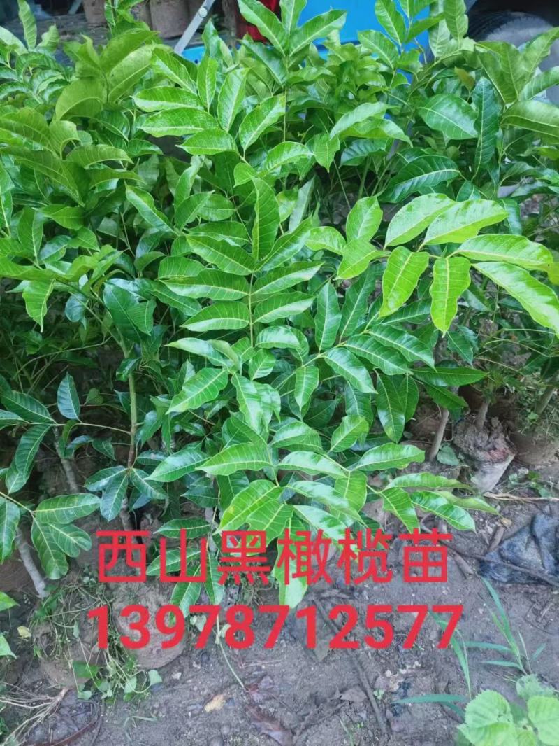 正宗西山黑橄榄苗、枝条、实生苗