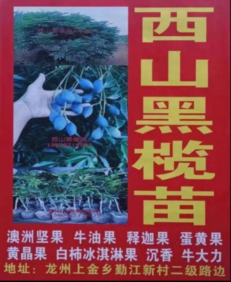 正宗西山黑橄榄苗、枝条、实生苗
