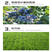 硫酸铵农用速效氮肥酸性蓝莓桂花喜酸植物有机酸性肥