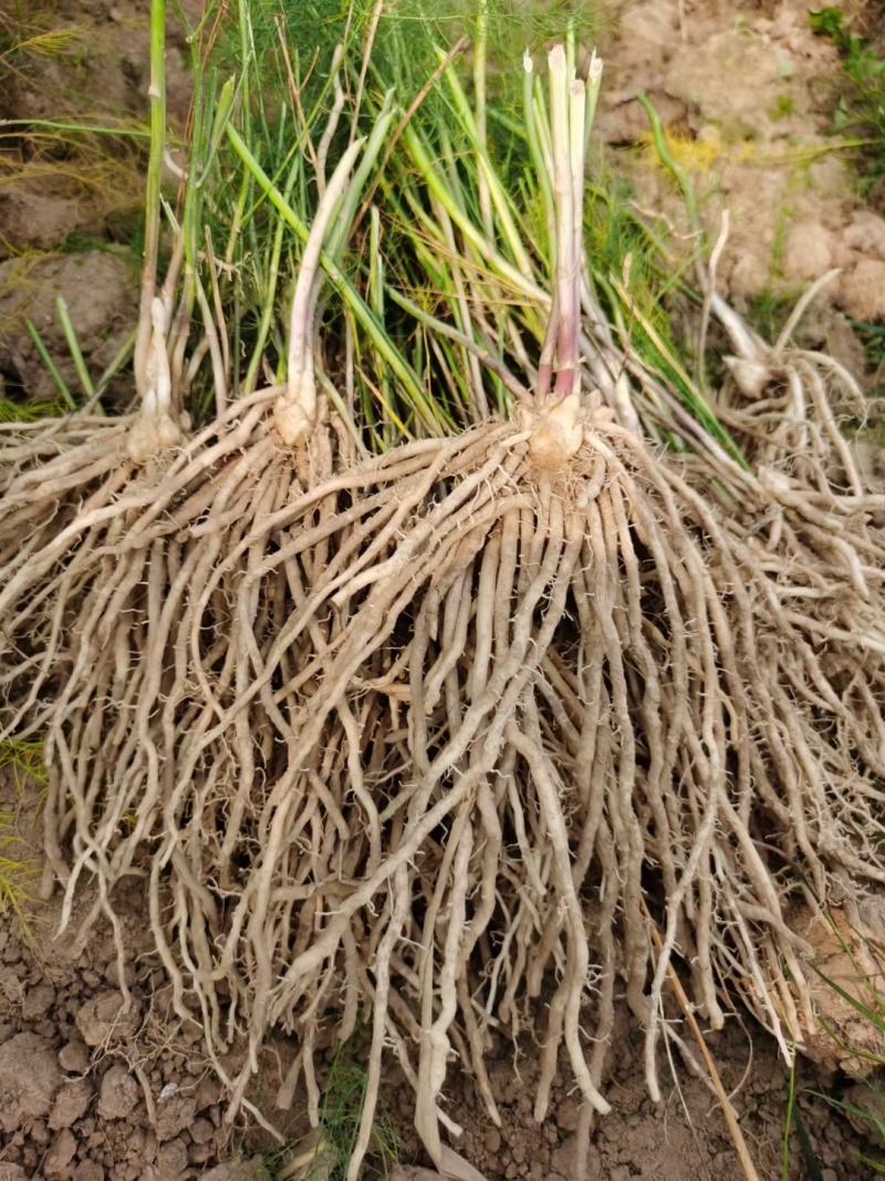 芦笋苗高产绿芦笋种根多年生保成活现货品质好基地直供2年