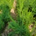 芦笋苗高产绿芦笋种根多年生保成活现货品质好基地直供2年