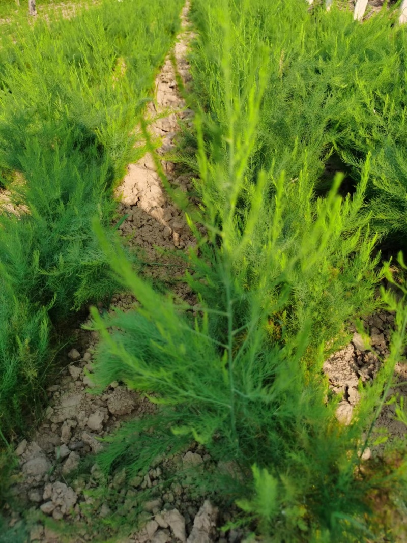 芦笋苗高产绿芦笋种根多年生保成活现货品质好基地直供2年