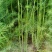 芦笋苗高产绿芦笋种根多年生保成活现货品质好基地直供2年