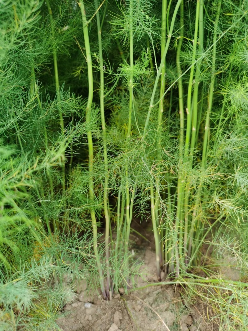 芦笋苗高产绿芦笋种根多年生保成活现货品质好基地直供2年