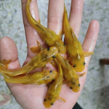 黄辣丁鱼苗，黄骨鱼苗，黄角鱼苗，水产养殖新选择，