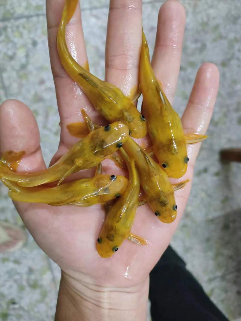 黄辣丁鱼苗，黄骨鱼苗，黄角鱼苗，水产养殖新选择，