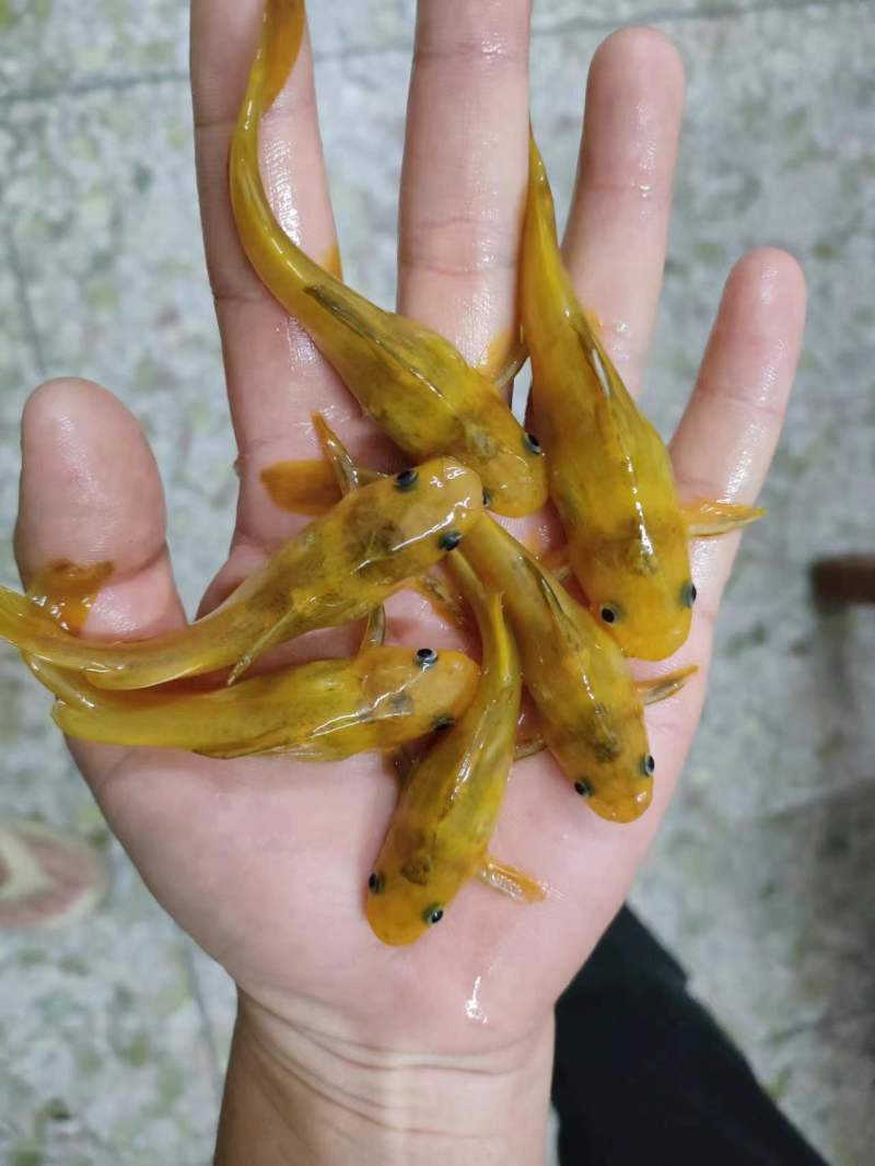 黄辣丁鱼苗，黄骨鱼苗，黄角鱼苗，水产养殖新选择，