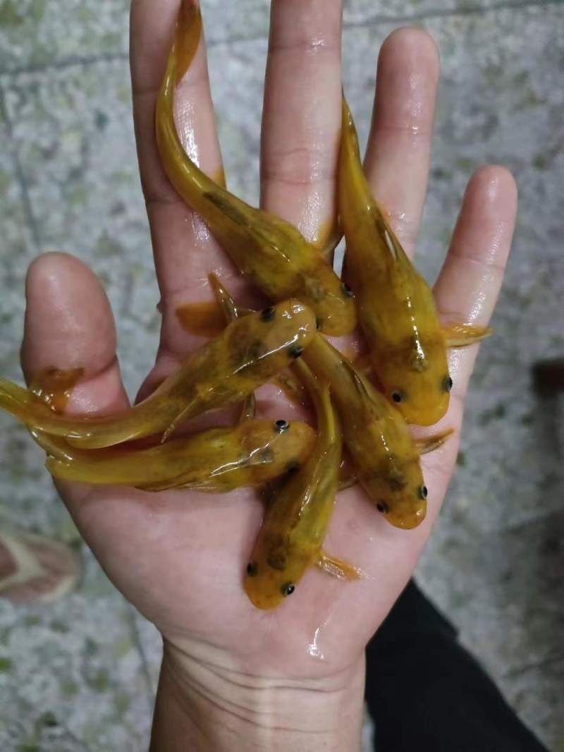 黄辣丁鱼苗，黄骨鱼苗，黄角鱼苗，水产养殖新选择，
