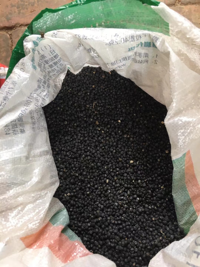 芦笋种子新品优质纯一代绿芦笋种子高产抗病品质保障批发