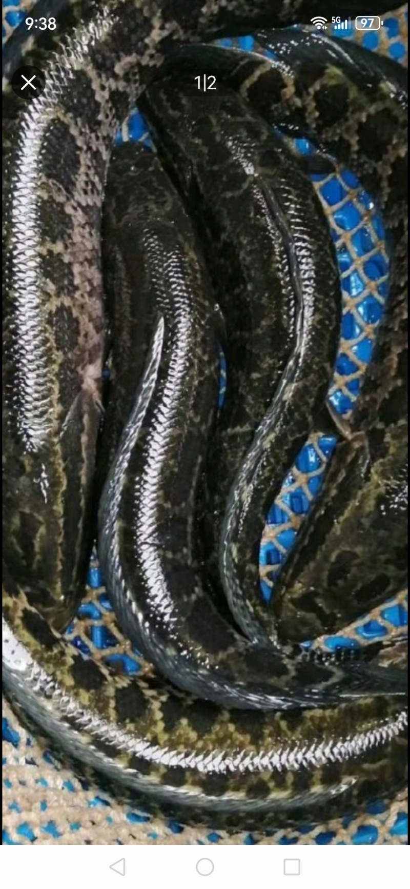 黑鱼