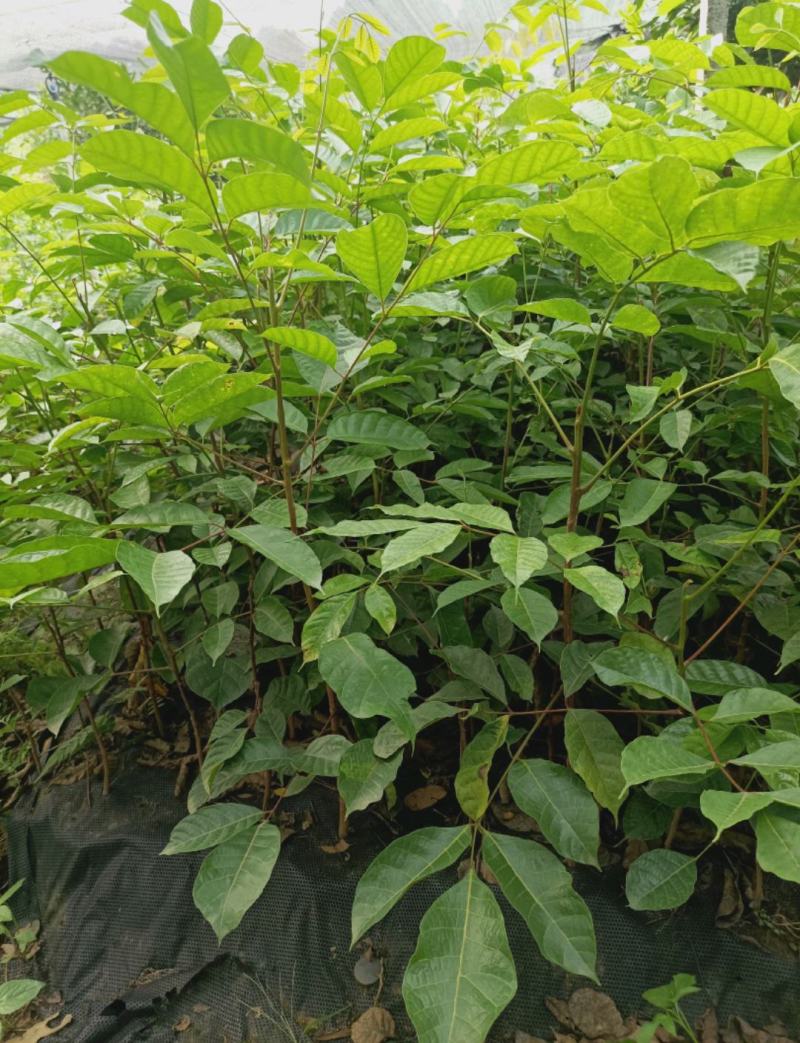 黑橄榄实生苗、西山黑橄榄枝条、嫁接苗