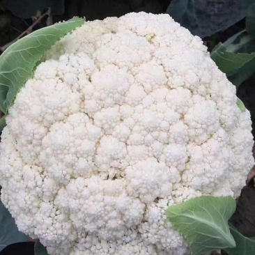 松花菜有机花菜对接全国市场可视频看货量大从优