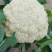 松花菜有机花菜对接全国市场可视频看货量大从优