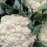 松花菜有机花菜对接全国市场可视频看货量大从优