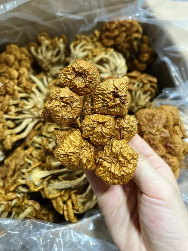 【包邮】滑子菇干货小黄菇散装净重香菇滑子菇东北特产批发