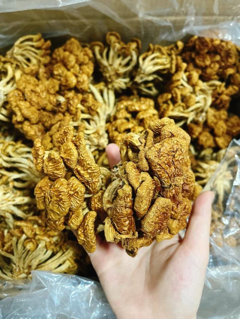 【包邮】滑子菇干货小黄菇散装净重香菇滑子菇东北特产批发