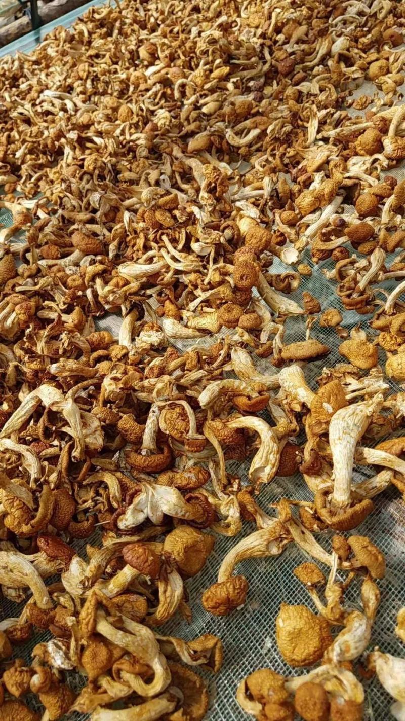 【包邮】滑子菇干货小黄菇散装净重香菇滑子菇东北特产批发