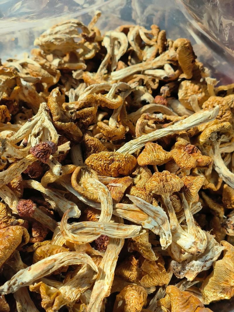 【包邮】滑子菇干货小黄菇散装净重香菇滑子菇东北特产批发