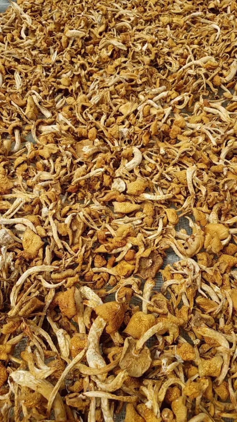 【包邮】滑子菇干货小黄菇散装净重香菇滑子菇东北特产批发