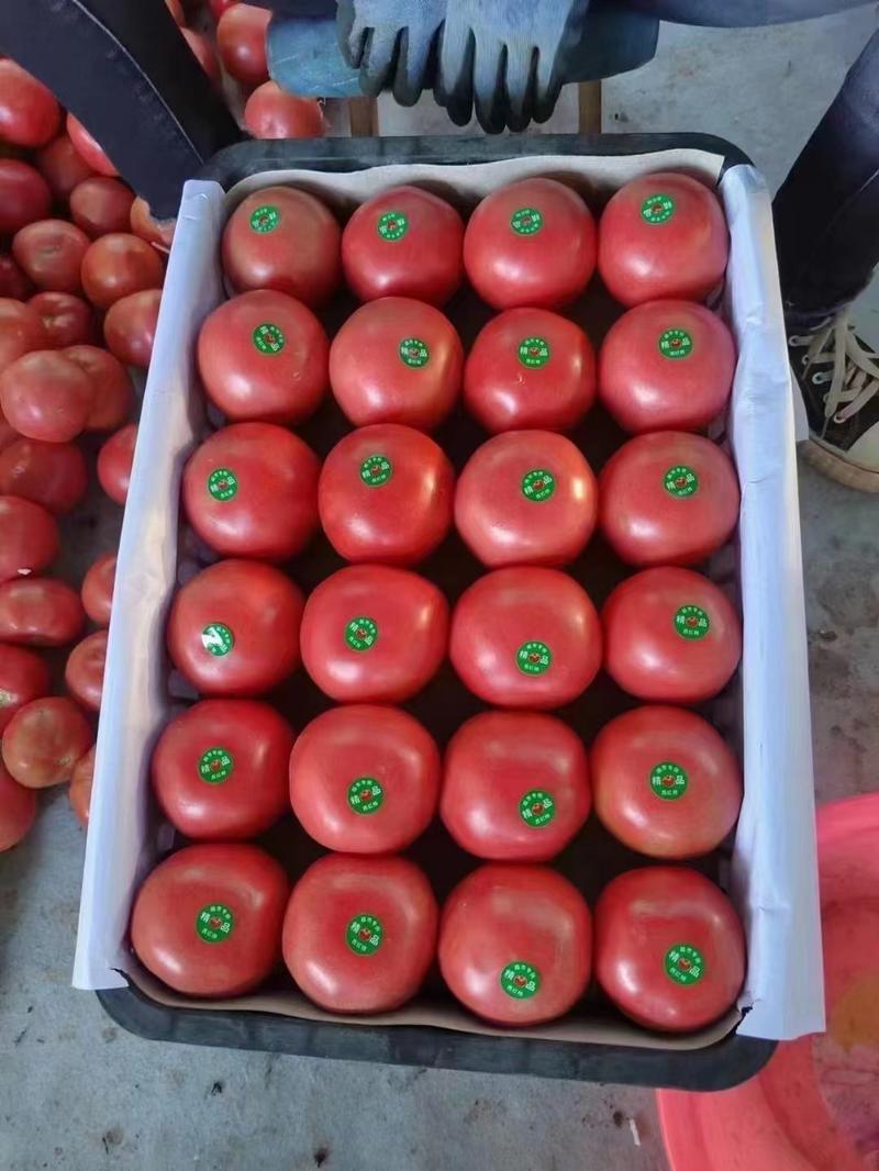 精品硬粉西红柿产地直发一手货源量大从优