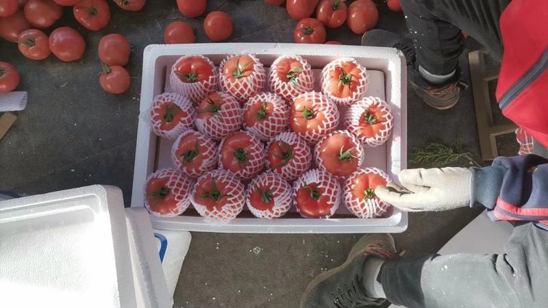 精品硬粉西红柿产地直发一手货源量大从优