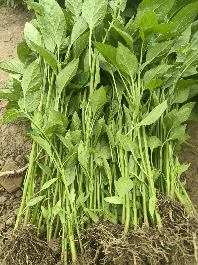 【精品苗】辣椒苗薄皮菜椒苗泡椒苗苏椒5号抗病免费技术指导