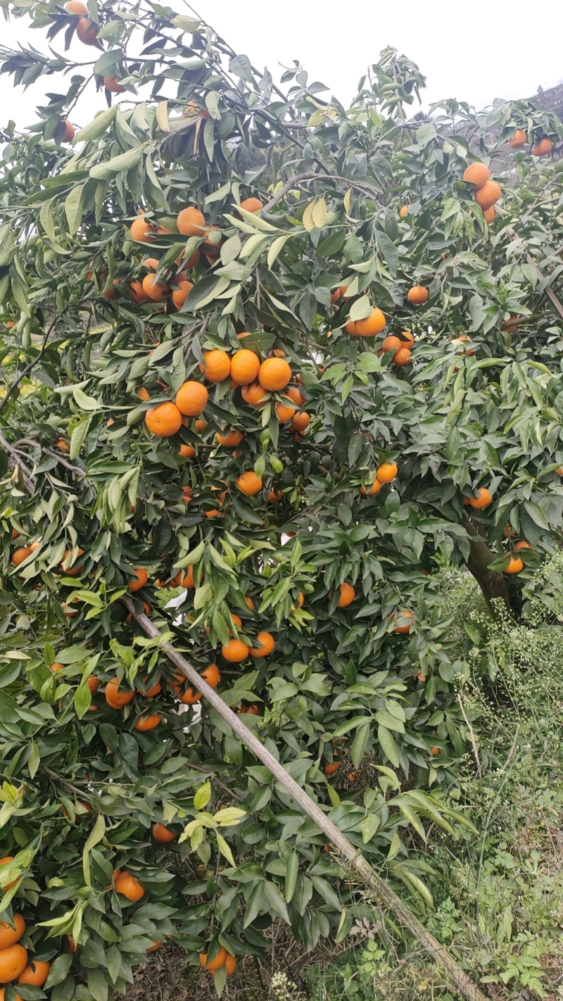 血橙