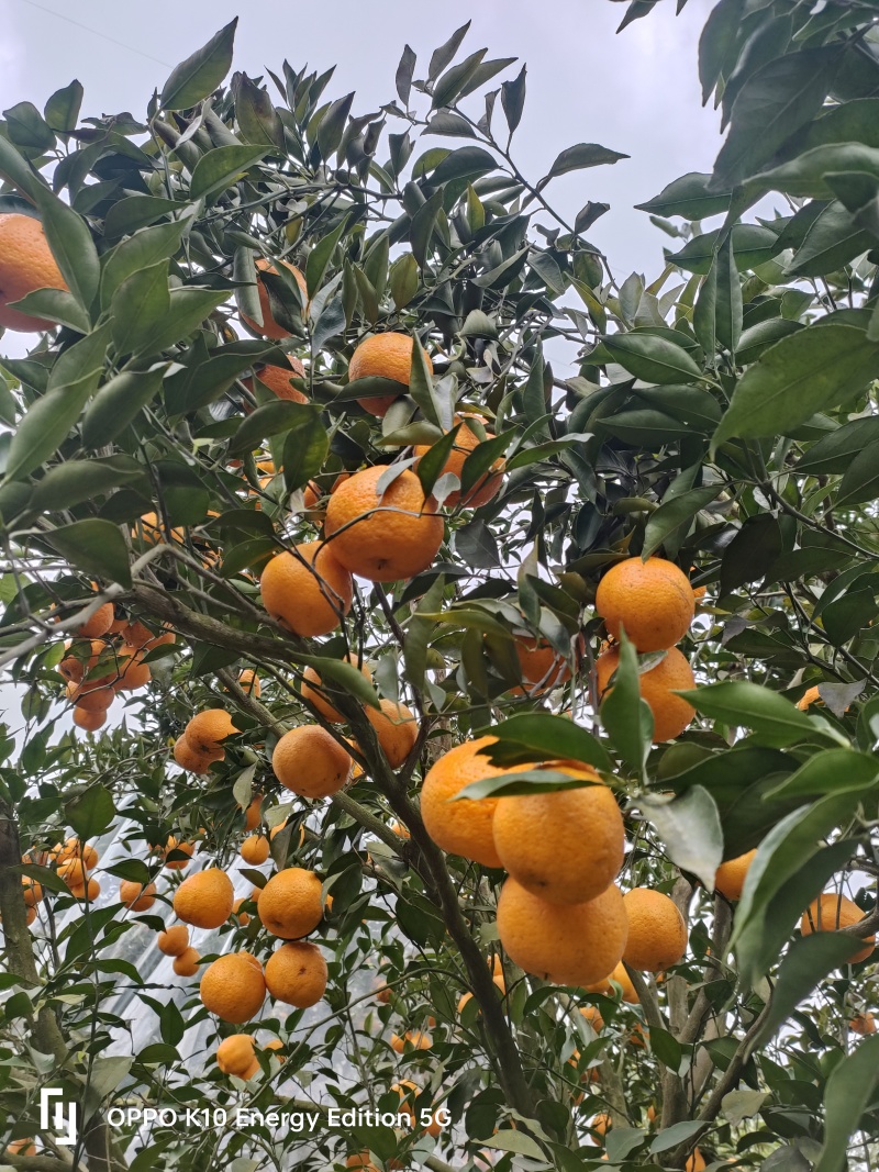 血橙