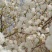 粉白色重瓣麦李袋苗耐-25°用于园林工程绿化全国发