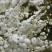 粉白色重瓣麦李袋苗耐-25°用于园林工程绿化全国发