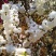 粉白色重瓣麦李袋苗耐-25°用于园林工程绿化全国发