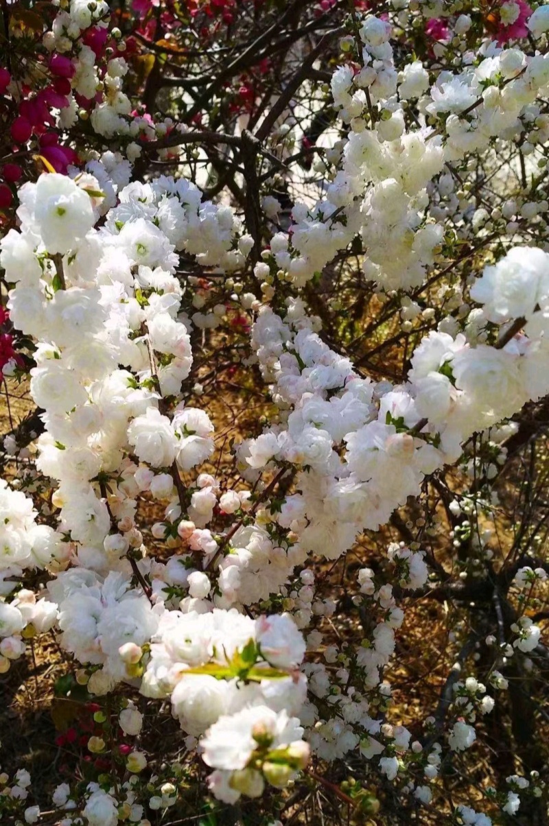 粉白色重瓣麦李袋苗耐-25°用于园林工程绿化全国发