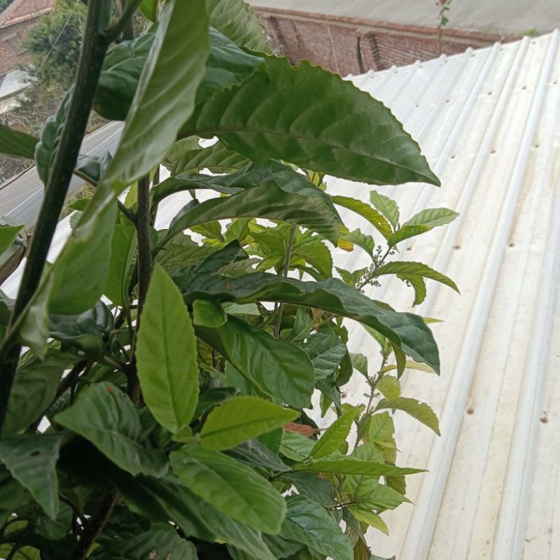 正宗农家自种的苦丁茶苗新鲜壮苗二棵为一件包邮。