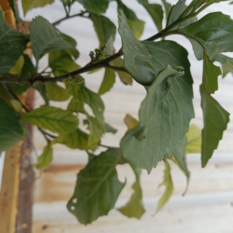 正宗农家自种的苦丁茶苗新鲜壮苗二棵为一件包邮。