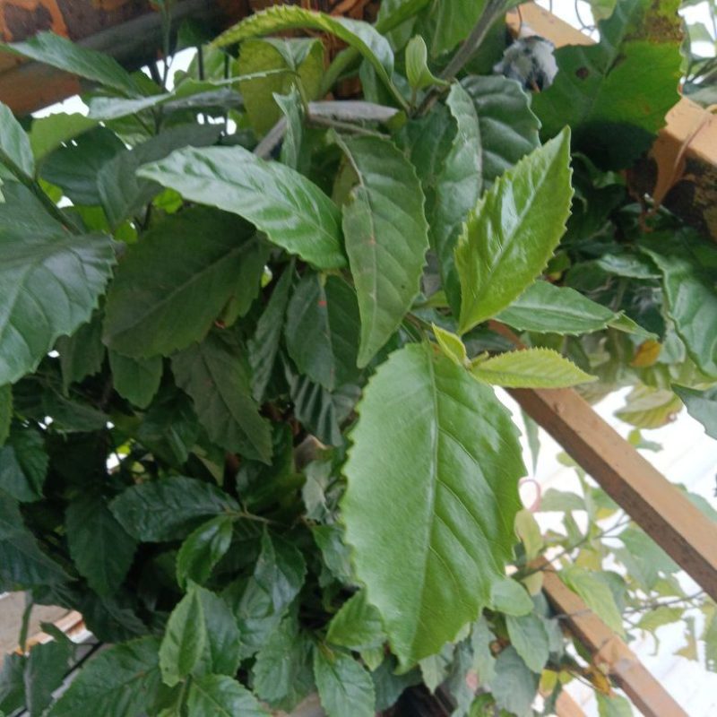 正宗农家自种的苦丁茶苗新鲜壮苗二棵为一件包邮。