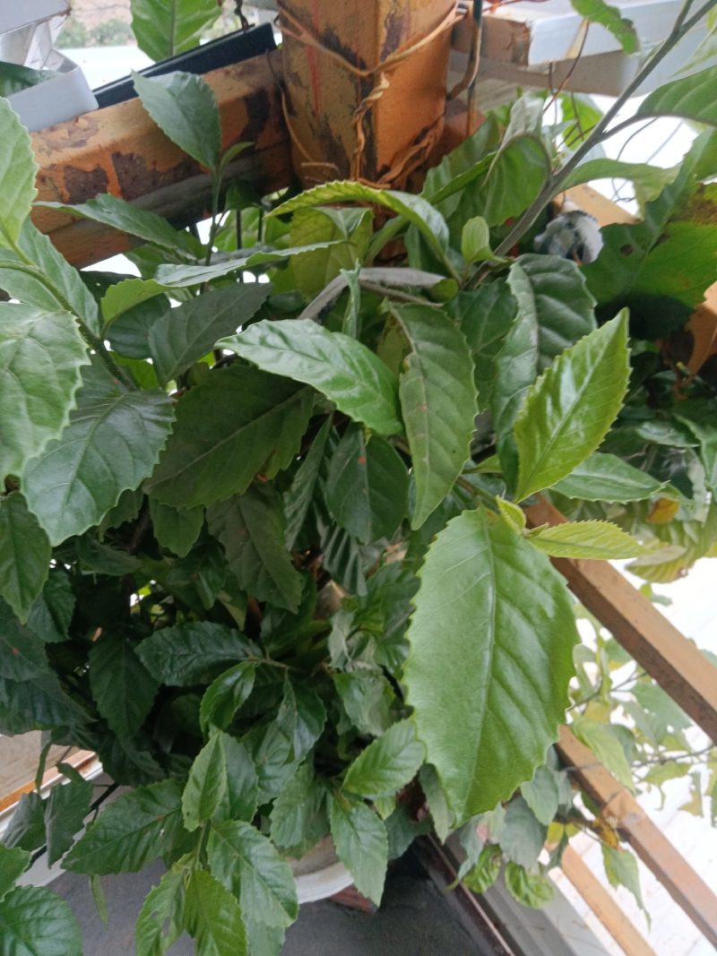 正宗农家自种的苦丁茶苗新鲜壮苗二棵为一件包邮。