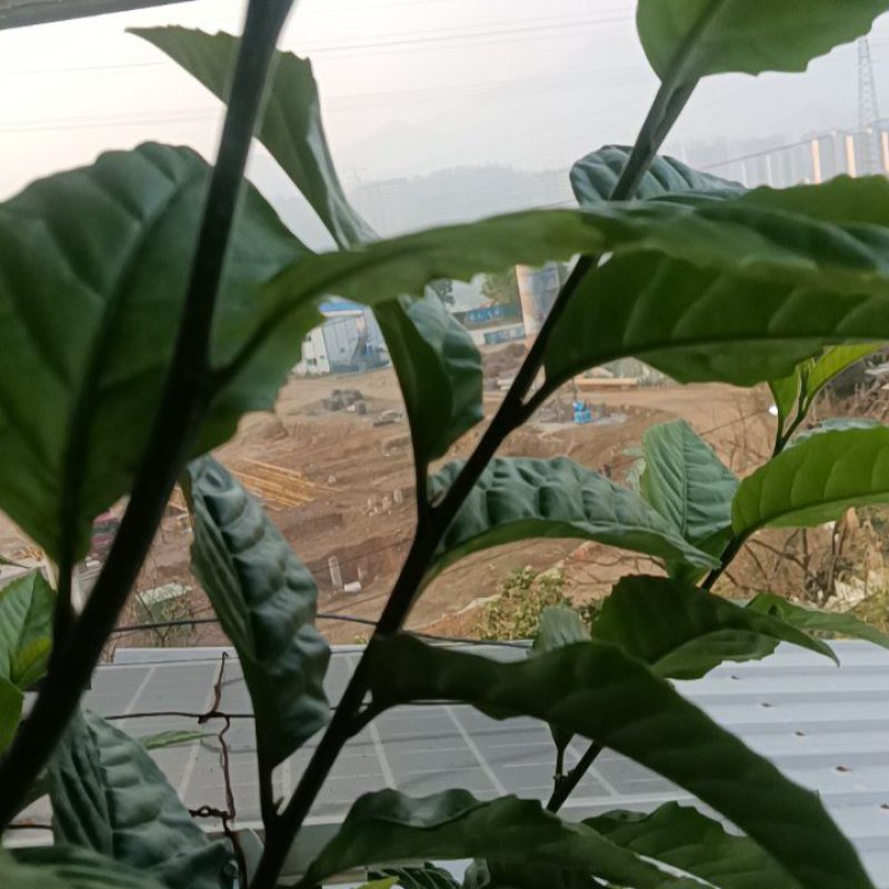 正宗农家自种的苦丁茶苗新鲜壮苗二棵为一件包邮。