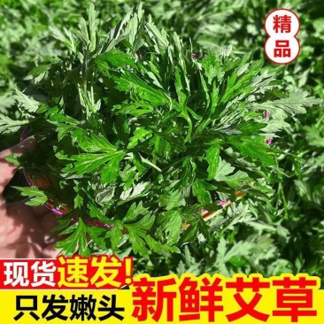 艾草新鲜蔬菜当季食用农家生艾草叶艾蒿野生糍粑艾粄青团嫩艾