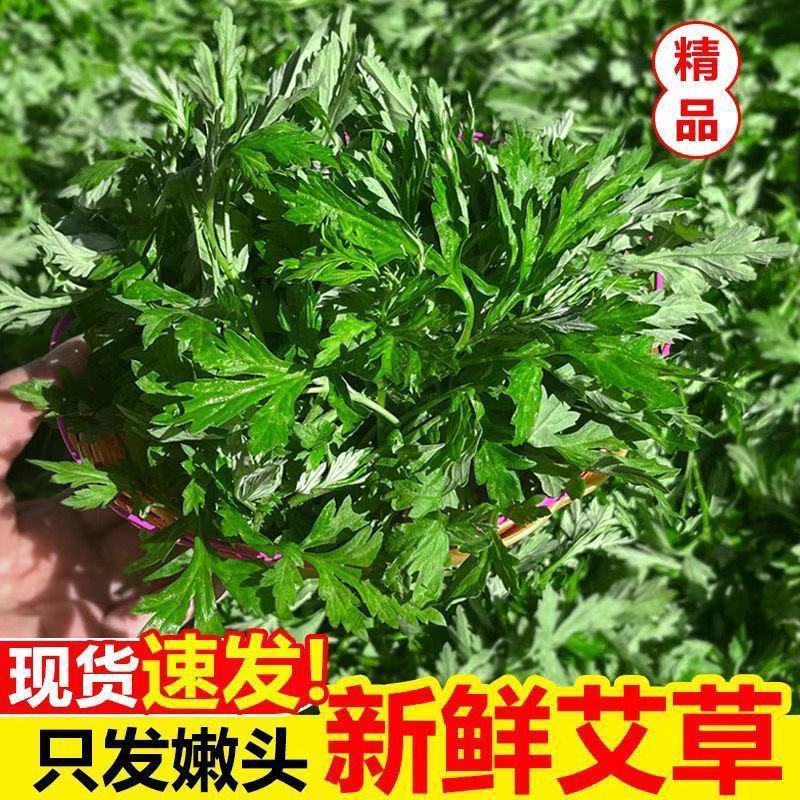 艾草新鲜蔬菜当季食用农家生艾草叶艾蒿野生糍粑艾粄青团嫩艾