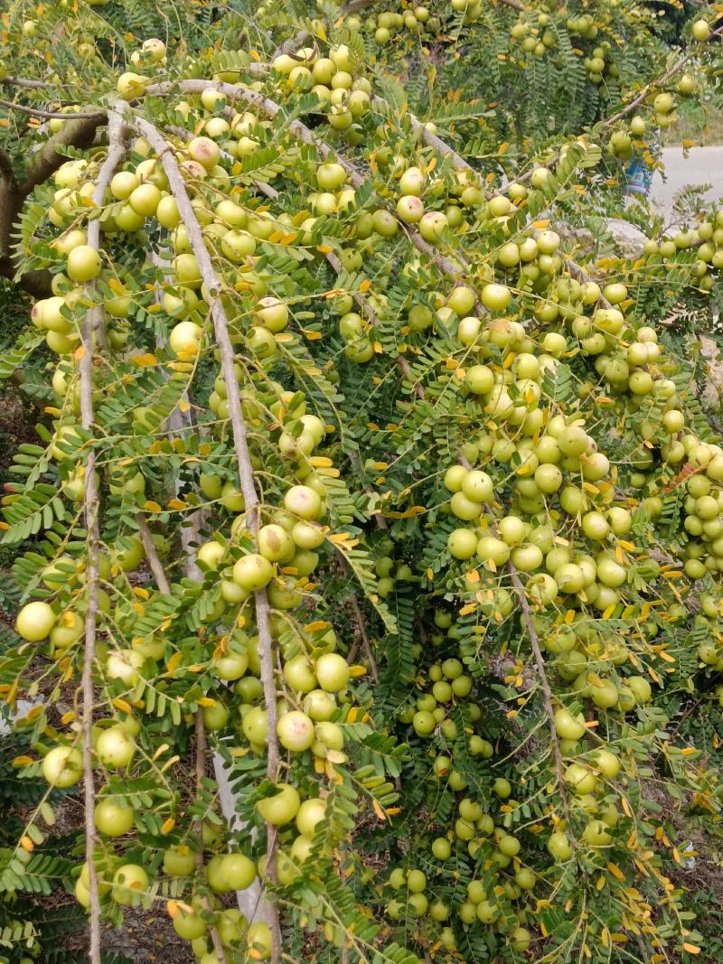 原产地潮汕甜油甘，土种油甘大量上市