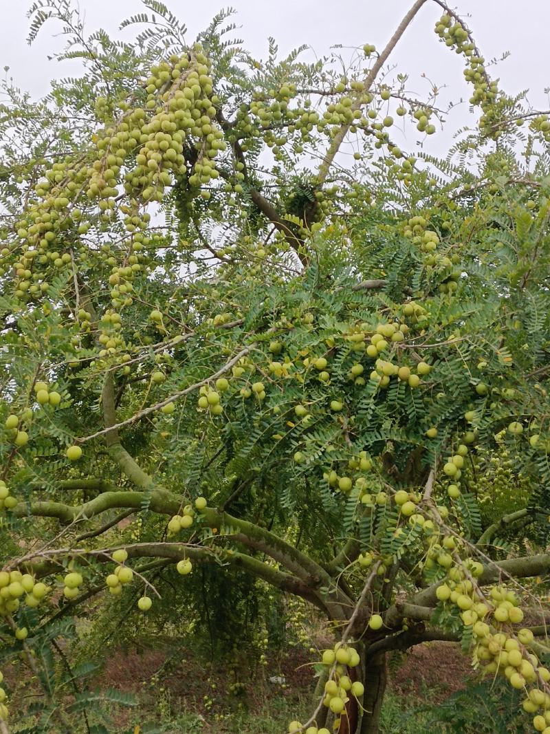 原产地潮汕甜油甘，土种油甘大量上市