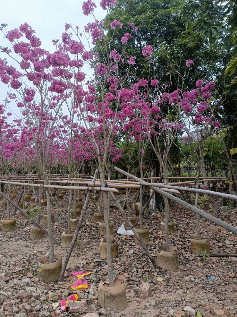 精品货源大绣球紫花风铃木基地直销规格齐全质量优质