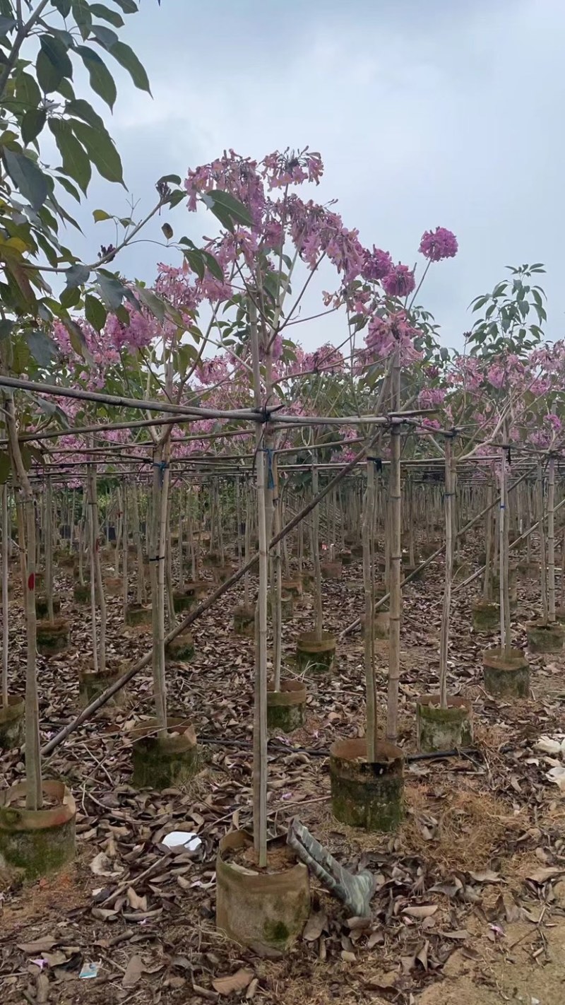 精品货源大绣球紫花风铃木基地直销规格齐全质量优质