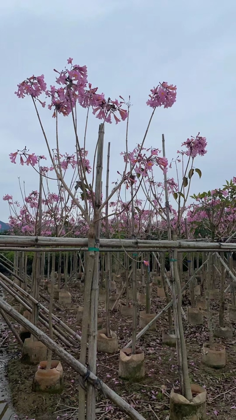 精品货源大绣球紫花风铃木基地直销规格齐全质量优质
