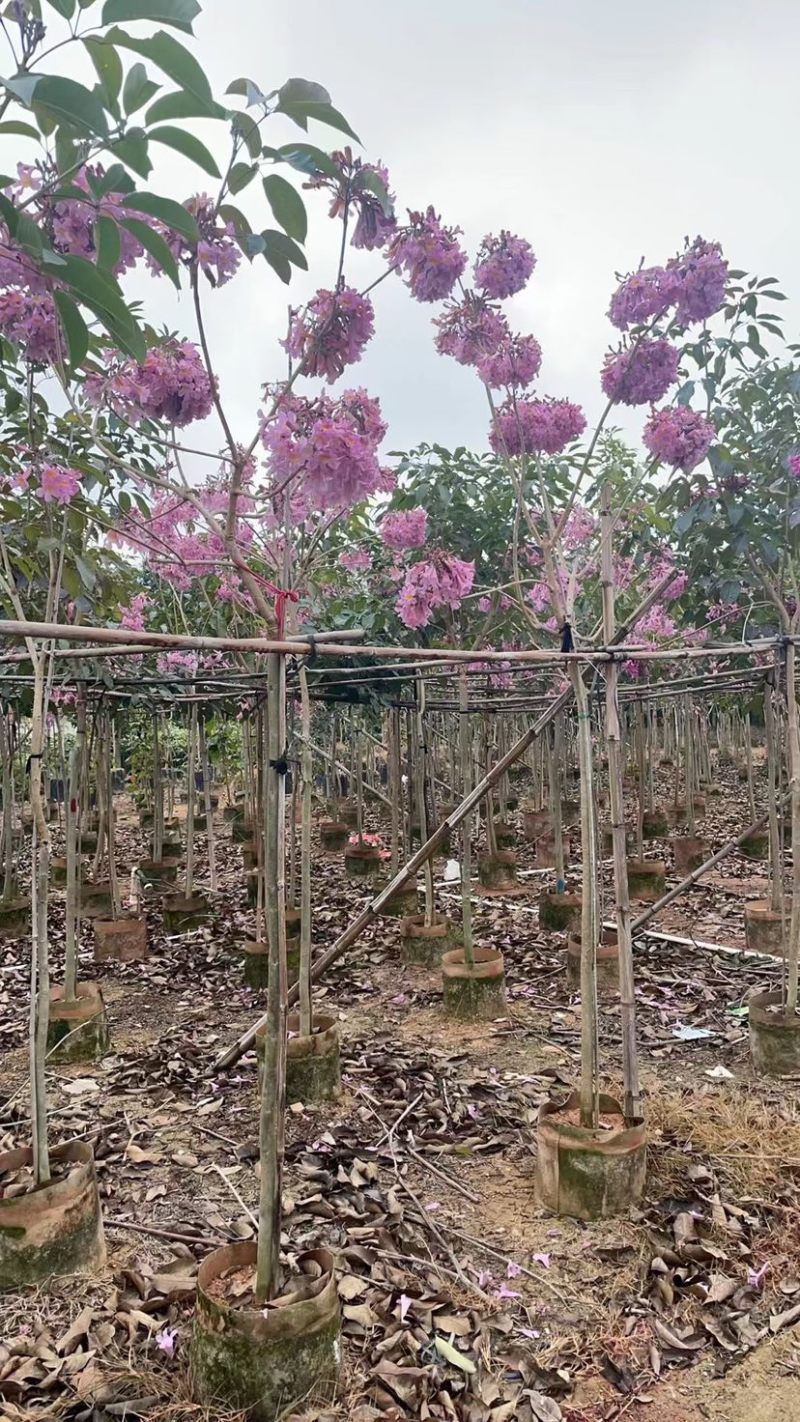 精品货源大绣球紫花风铃木基地直销规格齐全质量优质